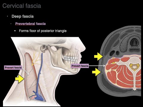 Cervical fascia