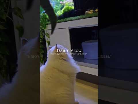 Lily likes to watch yoga video #cat #ragdoll