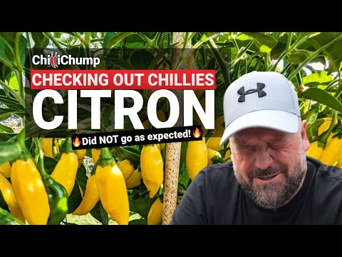 Citron, Oops! 🤦🥵  - Episode 22: Checking out Chillies with ChilliChump