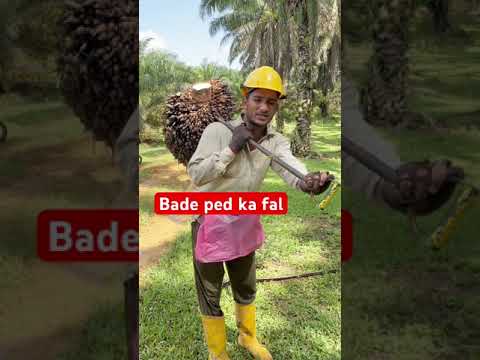 Bade ped ka fal #india #malaysia #shorts #foryou #viralshort #ytshortsvideo #harvesting