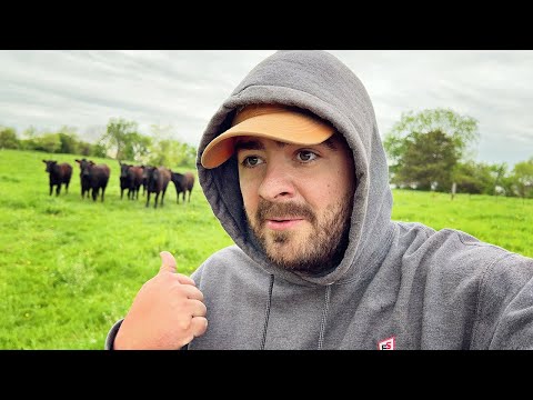 Loading Cows and Putting Them to Pasture