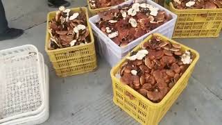 Wild Ganoderma Mushroom and Wild Matsutake Mushroom, International Export Supply - Freeze Dried