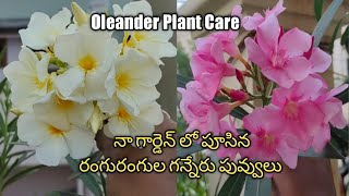 Oleander Plant Care|Hardy and Low Maintenance  Oleander Plant Care  |How to Grow Ganneru Mokka