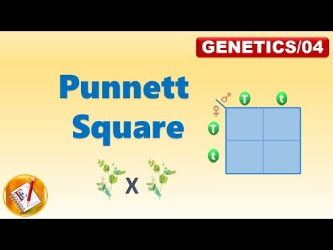 PUNNETT SQUARE (FL-Genetics/04)