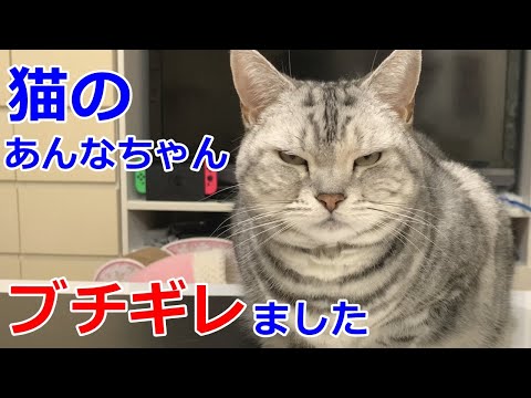 関西弁をしゃべる猫が怒る！ブチギレ悪ネコになっちゃった！