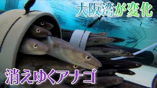 忍び寄る温暖化の足音　大阪湾のアナゴ激減の謎に迫る【アスミライ　プロジェクト】