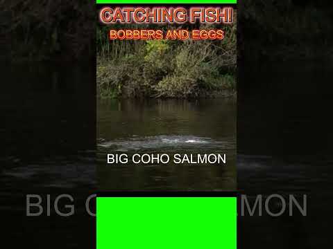 CATCHING NICE FISH! CHROME FISH! BIG FISH! #shorts #fishing #salmon #viralvideo #fishingtechniques