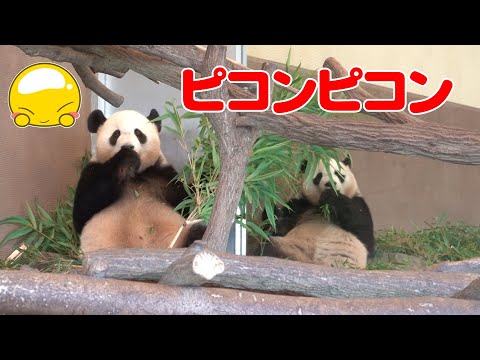 わぁ〜このアングルさいこ〜やん😍😍😍ピコン姉妹の大競演🐼🎀🐼🍁