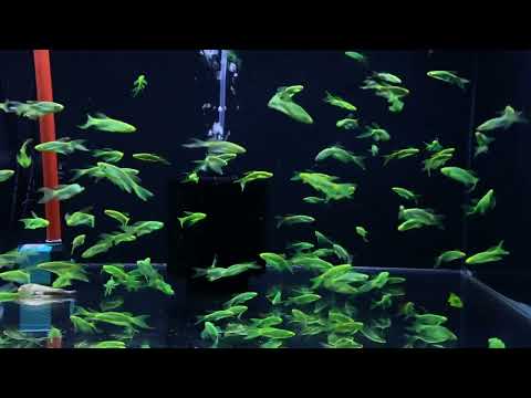 Mesmerizing Night Views: Transform Your Tank with Green Butterfly-Winged Danios! | Pondon Aquarium