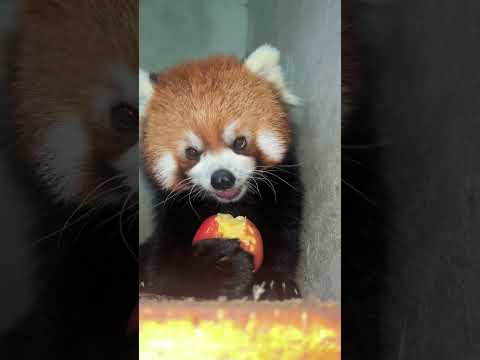 Lulu the Red Panda funny animal short video entertainment #4