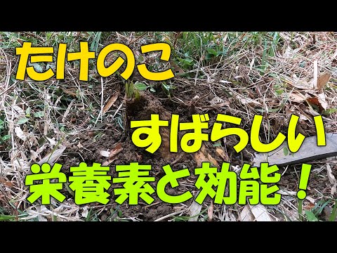 【たけのこ】筍　素晴らしい栄誉素と効能