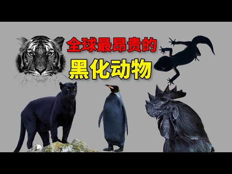 全球最昂贵的6种黑化动物，黑化老虎一只价值1个亿，只能排第二#动物世界 #自然传奇 #大自然 #動物 #動物故事 #野生動物 #動物反殺 #万物有光