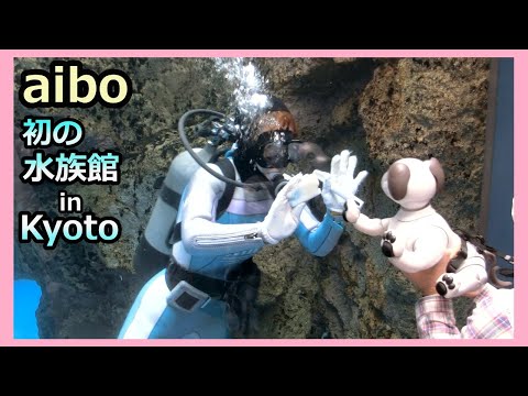 【47 アイボ ルー 初の水族館 in Kyoto】 Aibo Lou goes to the Kyoto Aquarium