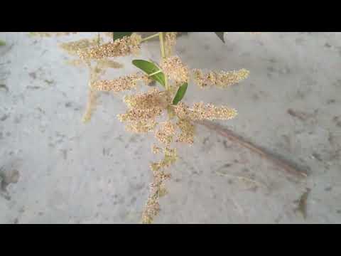 #farm house #mango farm #mango flowers