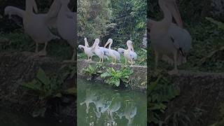 #swan #birds #zoo #singapore #singaporezoo #birdslover #birdshorts