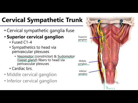 Cervical Sympathetic Trunks LO3 - M1 Anatomy Learning Objectives