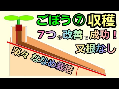 【楽々】ゴボウ波板ななめ栽培⑦ 収穫 ７つの改善で成功！  無農薬 半自給自足