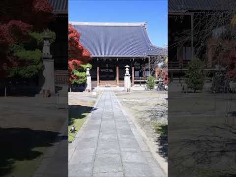 紅葉の京都2024/12/1、妙顕寺 #kyoto #shorts #japan