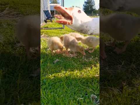 Goose mom & baby #pastureraised #goose #shortvideo