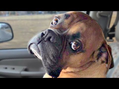 Funny Boxer Dog Compilation NEW