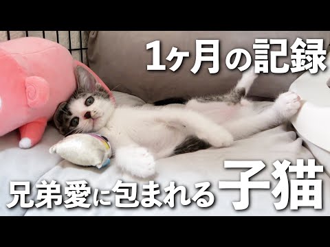 保護した子猫が寝てる時に起こったこと。兄犬の愛情が爆発しました｜子猫の成長記録｜保護猫｜犬と猫