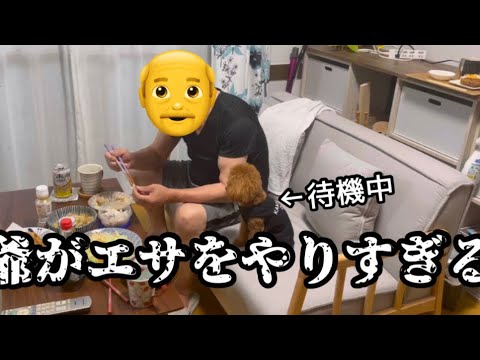 勝手にエサをやる爺（トイプードル）