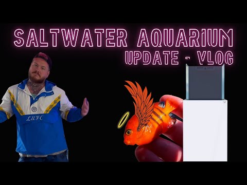 The Saltwater Aquarium Update | Reefy Vlog