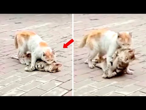 Stray Cat Tries To Revive Dead Friend, Drags Lifeless Body To A Shelter For Help.