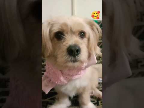 Dil hai ki manta nehi #song #dog #shorts