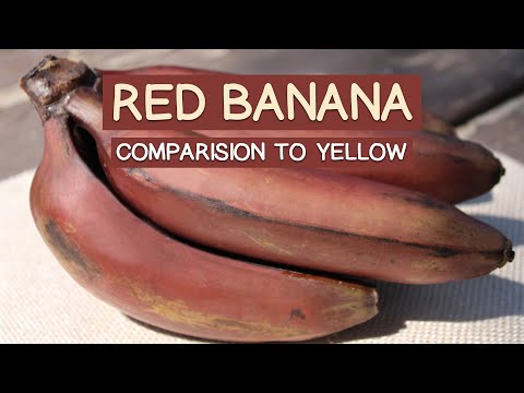 Red Banana Nutrition and Comparison to Yellow Banana