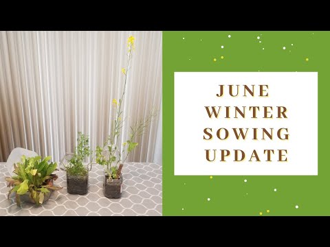 June 2021 winter sowing update with tips & tricks