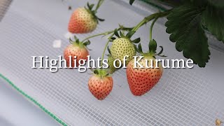 Highlights of Kurume 2023