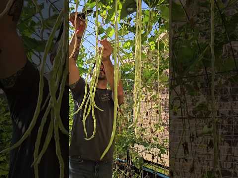 Fun Asparagus & Taiwanese Long Bean Harvest🤗🤗 || DHBG