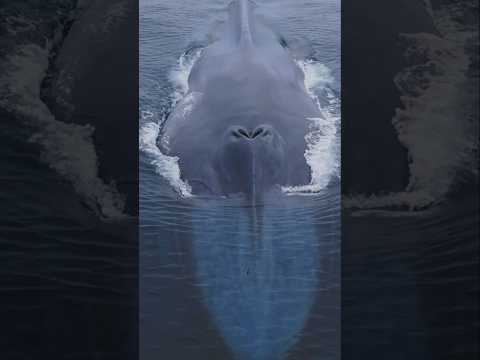 Like a living submarine: the Blue Whale! #whale #amazing #ocean