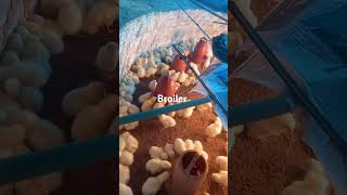 Broiler chicken #days #poultrydays #chicken #poultry #farmmanagement #farming