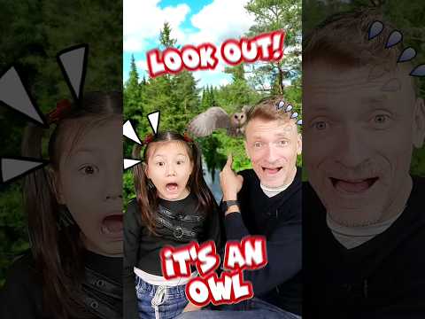 Owls! Creatures of the Night | Nature's Wonders | STEM with Ailani's Little World