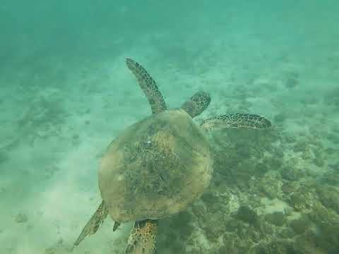 Partie 6 Rencontre avec les tortues du pacifique