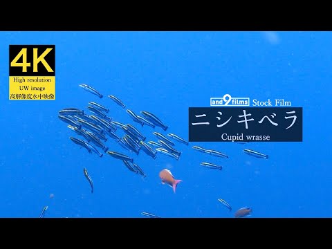 【4K 水中映像】ニシキベラの産卵行動 / Cupid wrasse / Thalassoma cupido