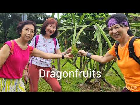 First time to Sengkang Riverside Park, what an enjoyable walk! |Sengkang | 160922