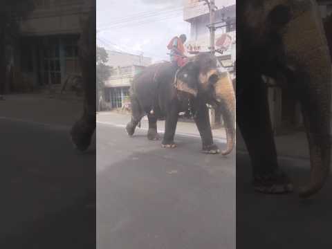 யானை வருது யானை வருது...#shortsfeed #elephant #yanai #yanaivaruthu