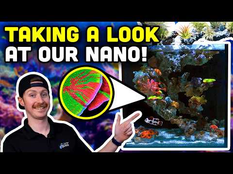 Nuvo 15 Gallon Nano Reef Update! Saltwater Troubles and Triumphs!