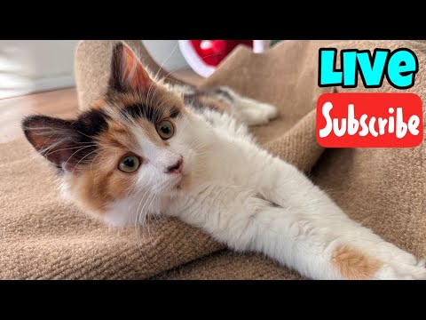 Monday Meowtivation - Live Stream