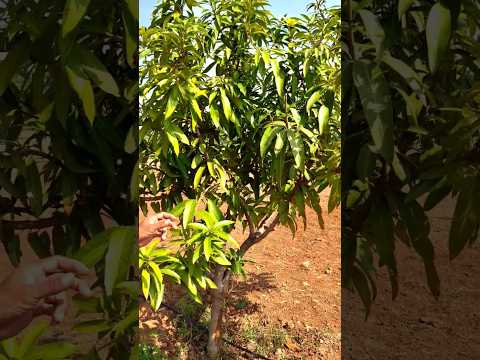 How To Cultivate Mango Tree's In Natural Way.  Full Available On Today Evening