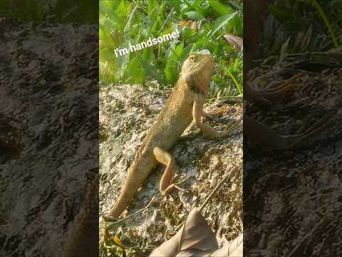 Animal Sightings @ Singapore East Coast Park