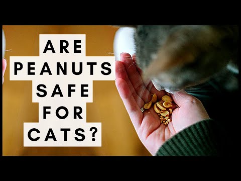 Are Peanuts Safe for Cats?