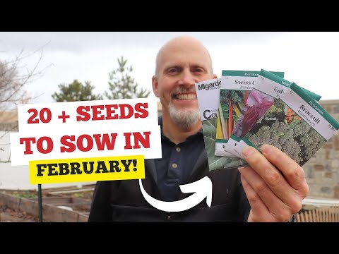 You Must Sow these Seeds in February - 20 + Seeds for Indoor Seed Starting