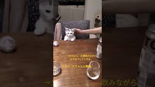 【しっかり家族団欒に参加する猫が激カワ🐱】人間と思ってるwみんな座るとちゃんと席につくw#shorts