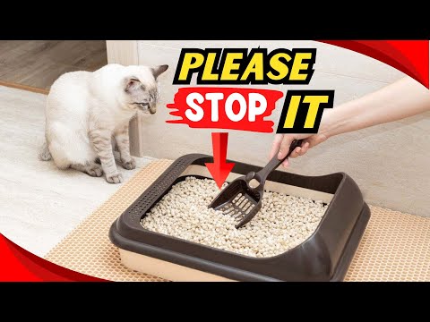 Never Make THESE MISTAKES with YOUR CAT'S LITTER BOX