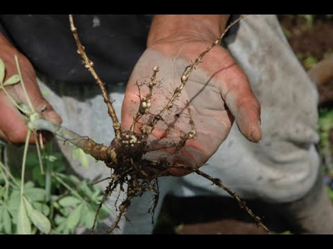 20210623 Farmer Fields Schools in forestry-related areas: enabling local potenial