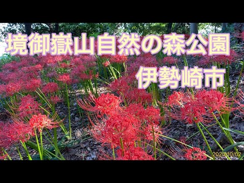 伊勢崎市 境御嶽山自然の森公園の曼殊沙華 2020/10/02